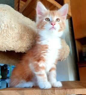Prächtige Maine Coon Kitten