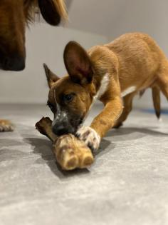 Malinois Labrador mix