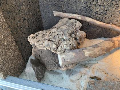 2 Bartagamen männl. und weibl. Terrarium Zubehör Deko VB