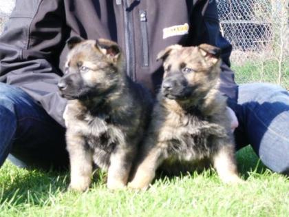 Deutscher Schäferhund Welpe Leistungslinie