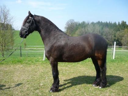 Toller Friesen-Wallach KFPS