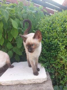 Reinrassige Siam Kitten