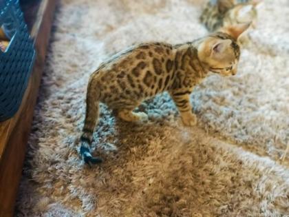 Bengal Kitten