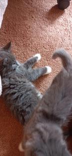 Maine-Coon-Kätzchen suchen ein neues Zuhause