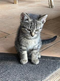 Hauskatze Katzenkinder Katze Kater Kitten