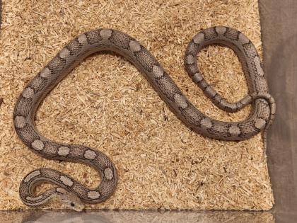 1. 0 Kornnatter Ghost Motley-Striped het. Hypo