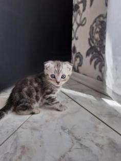 Kitten Britisch Kurzhaar