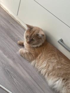 Rassenkatze Norwegische Waldkatze /Ragdoll