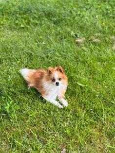 Zwergspitz pomeranian