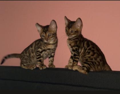 Bengal Kitten 12 Wochen alt