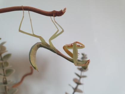 Gottesanbeterin /Mantide Hierodula venosa