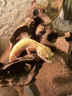 3 Geckos mit Terrarium zu verkaufen