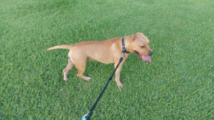Süße Pittbull/ Stafford Dame sucht dringend neues zuhause