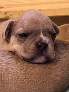 Französische Bulldogge mit Papiere