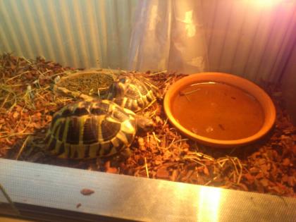 2 Griechische Landschildkröten