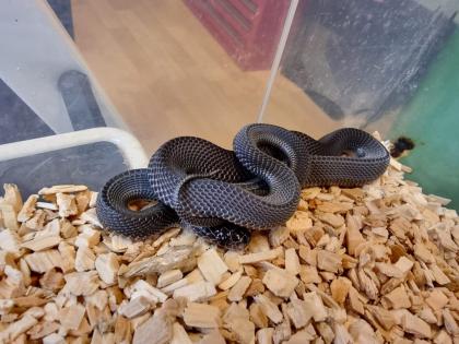 Feilennatter Limaformosa / Gonionotophis. crossi 0. 2 NZ