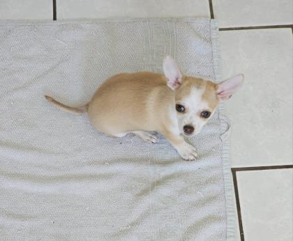 Chihuahuas reinrassig