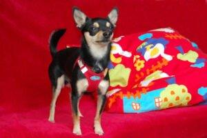 ROCKY BALBOA - Pflegeplatz gesucht - männlich 1 Jahr 20 cm 2. 5 kg Chihuahua Gechipt