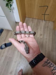 Boa constrictor Babys