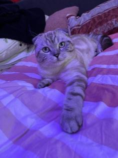 British Kurzhaar Deckkater