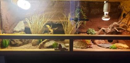 2 Geckos mit Terrarium und Unterschrank