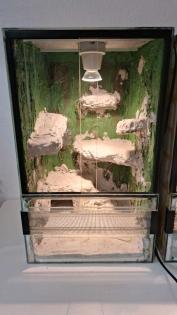 Terrarien Geckos Spinnen