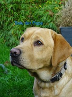 Labrador Welpen schwarz