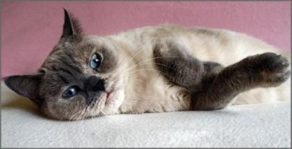 Eine Zuckersüße Bkh blue tortie point Maus sucht nach Dir