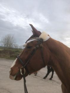 Beistellpferd sucht liebesvolles zuhause