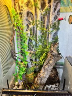 Madagaskar Tag Gecko