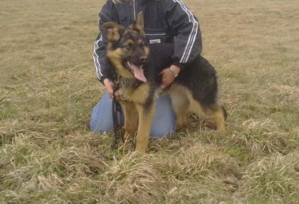 Typvoller Deutscher Schäferhund, schwarz-braun