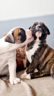 Boxer OEB Mix