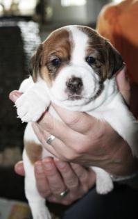 Jack Russel Welpen