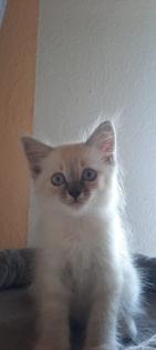 Katze Kater Heilige Birma Kitten ähnlich Ragdoll