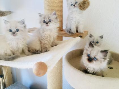 Wurfankündigung Perser Kitten im Mai