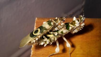 Brancsikia freyi L5 und Pseudocreobotra wahlbergii L1/L2 - Gottesanbeterin - Man