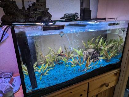 2 Aquarien inkl umfassendem Zubehör