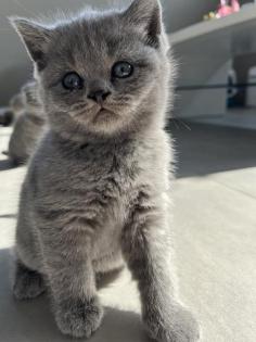 BKH Katzen