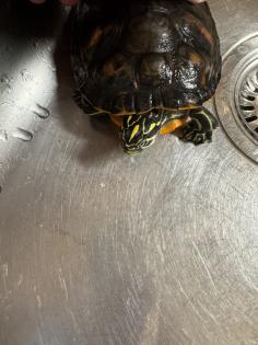 Wasserschildkröte Pseudemys Nelsoni