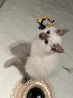 Zwei kitten heilige Birma/ Ragdoll