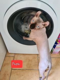 Elf Sphynx Stammbaum blau Augen