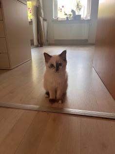Reinrassige heilige birma katze