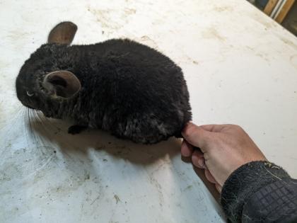 Langschwanz Chinchillas