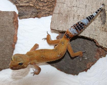 2 Leopardgeckos Nzen 2023
