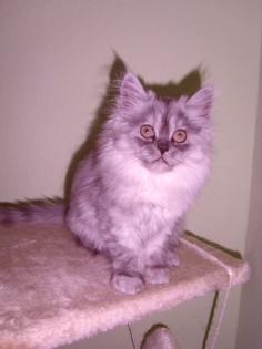 Süsses Perser-Main Coon-Mix Kätzchen