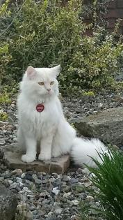 Ragdoll gesunder Deckkater Sepia/Solids Zeichnung creme / red