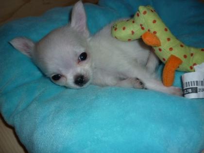 Mini LH Chihuahua Rude