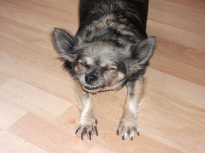 DOGSITTING Ich führe gerne täglich ihren Hund 1-3 std aus Raum Ellerbeck/ W