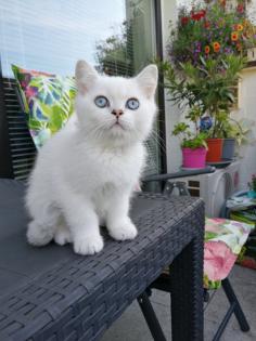 Bildhübscher junger reinrassiger BKH Kater 5 Monate alt