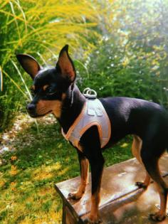Russkiy Toy Terrier Mädchen Welpe